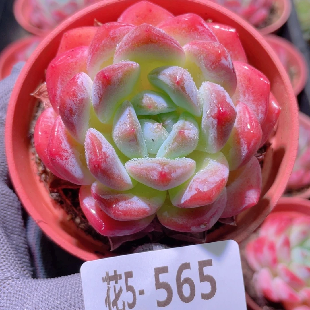 花利美5-565冰糖