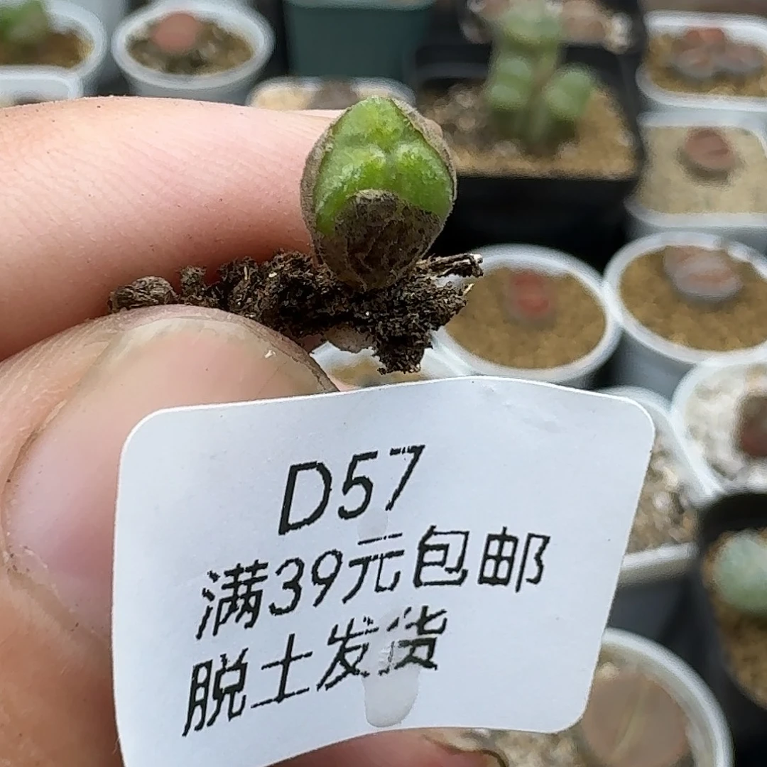 樱***芙57多肉哈哈哈哈哈哈