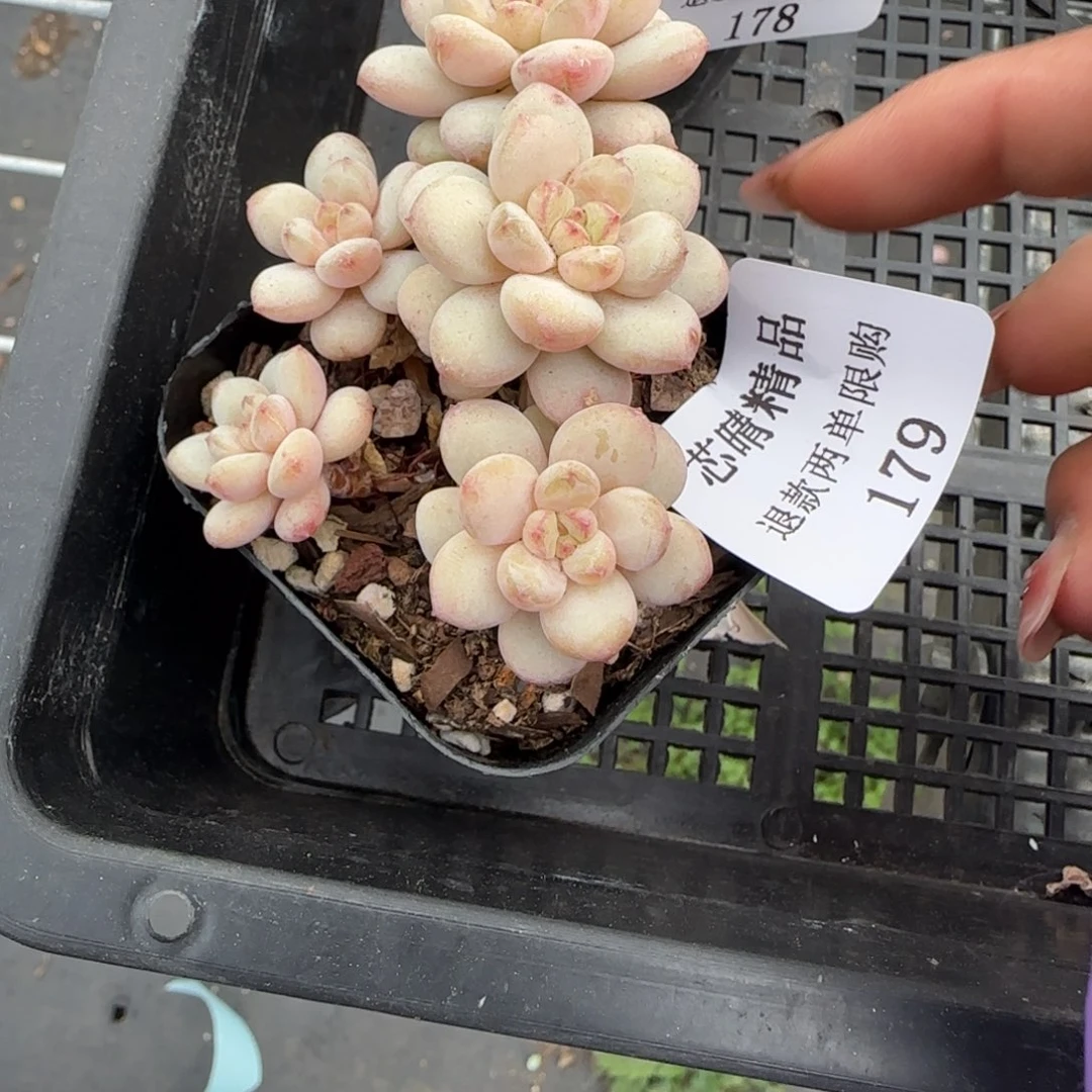 甜*闪购精品多肉179号