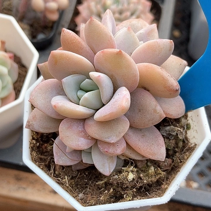 多肉植物红茶群848