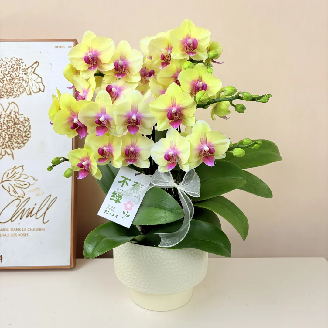 蝴蝶兰《朝日》优雅黄色系好养耐活带花带花苞  基地直发