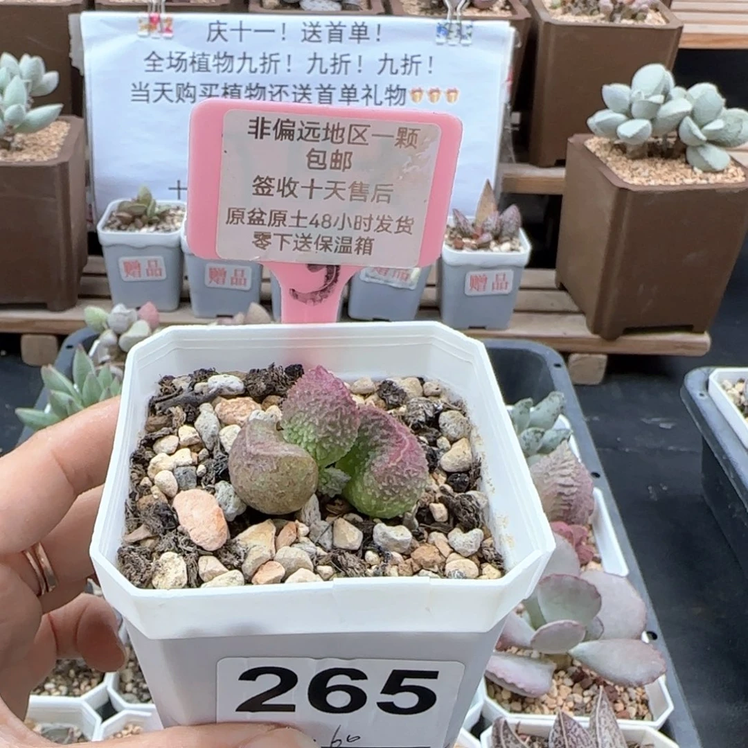 265实生多肉植物
