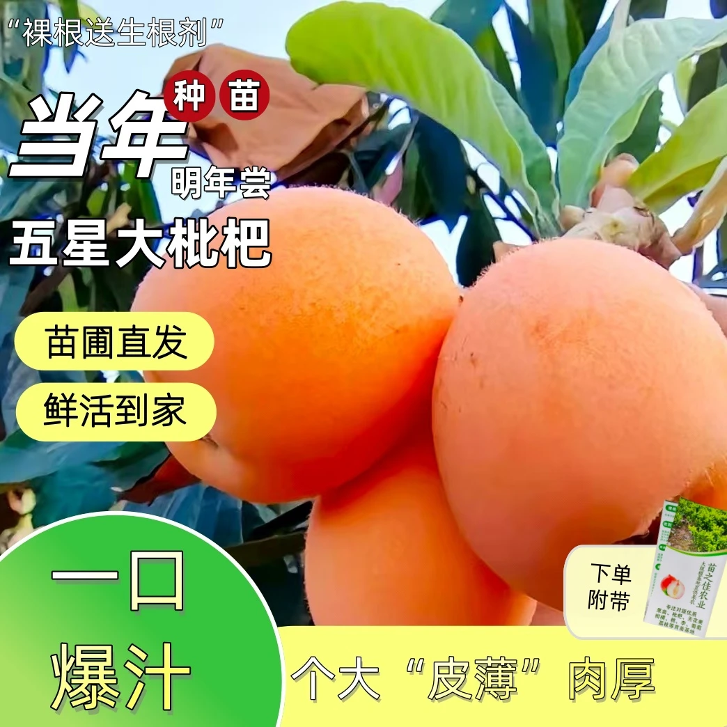 四川 正宗 嫁接大五星枇杷带土带杯  大果南北庭院花园阳台绿植