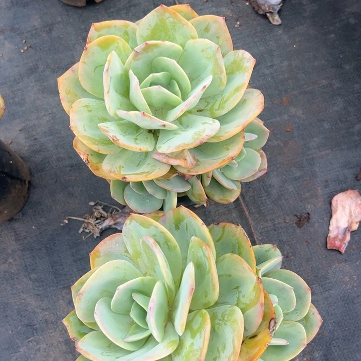 清***水云欣多肉植物2颗小白凤