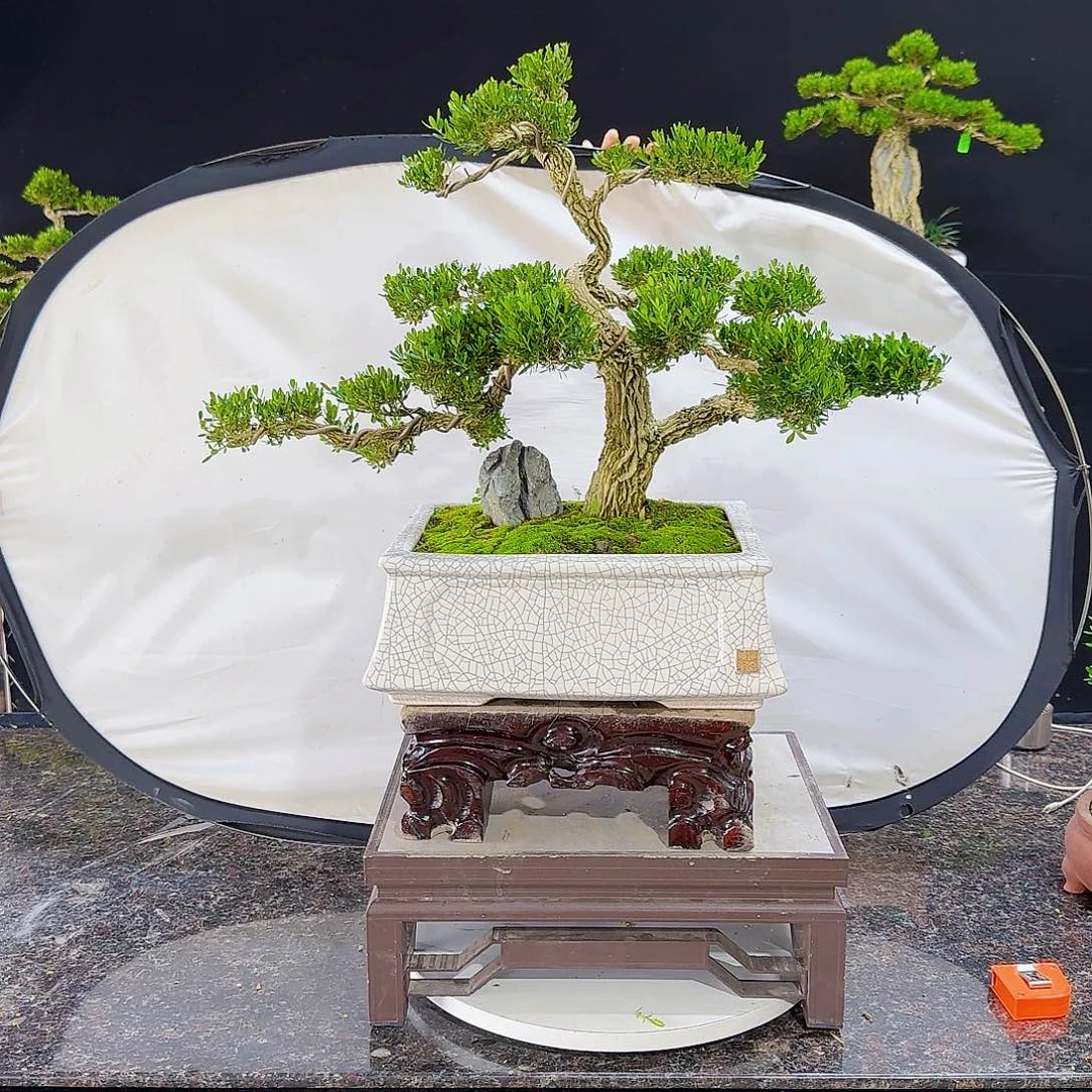 无花朵养****佬高端黄杨盆景艺术
