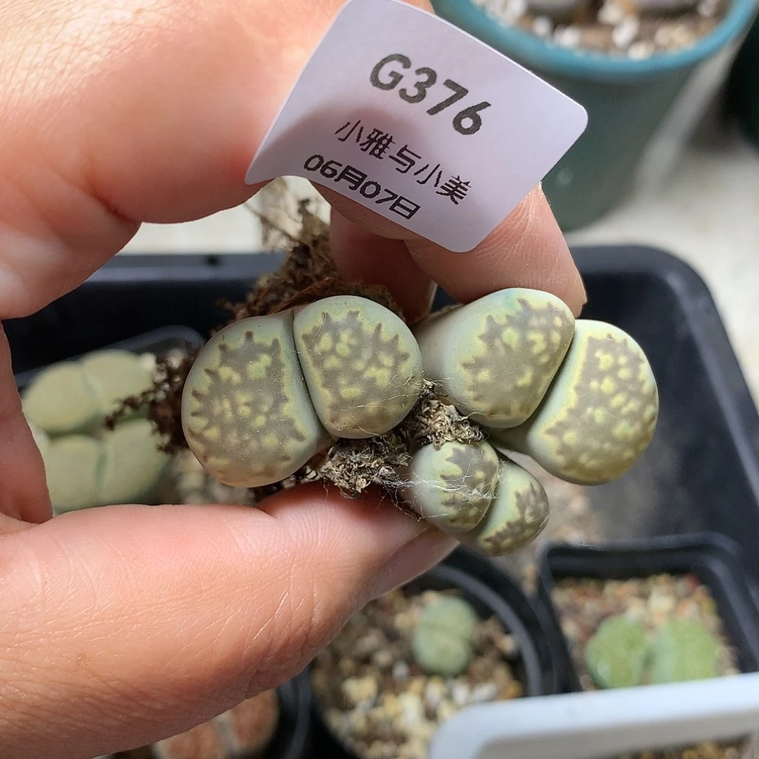 G376多肉植物保护研究所