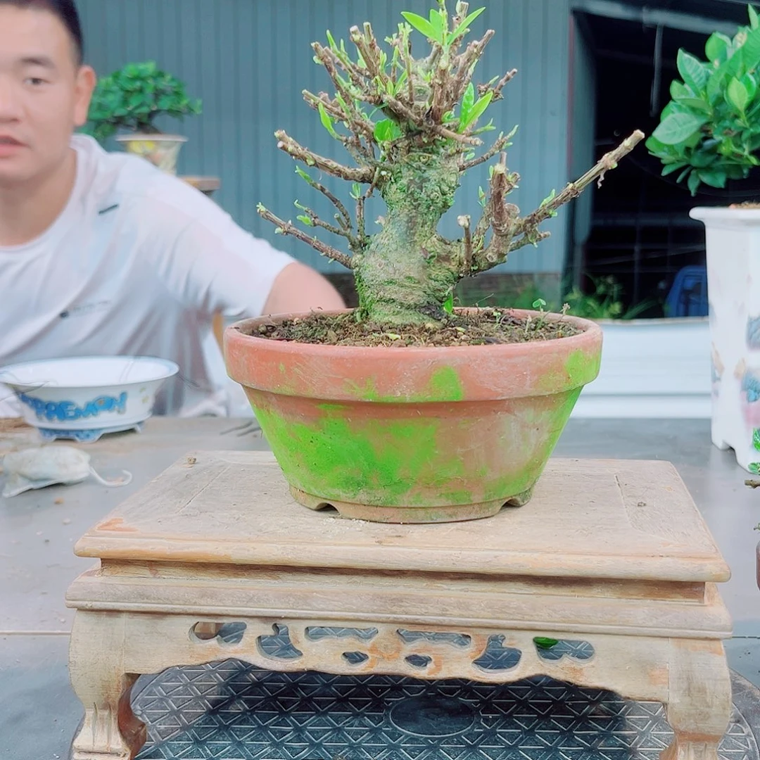 这***活一寸法师栀子花花