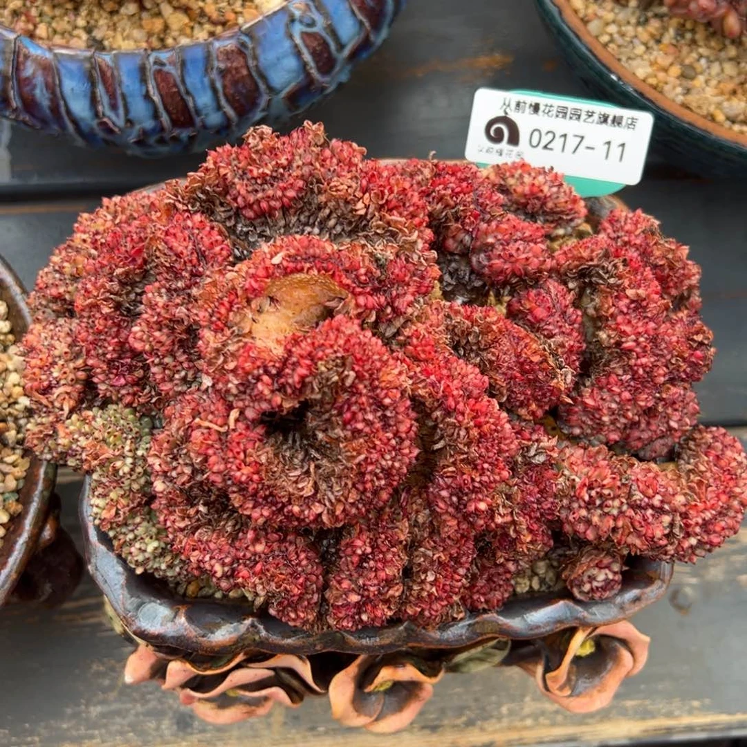 从前慢多肉精选编号0217.11