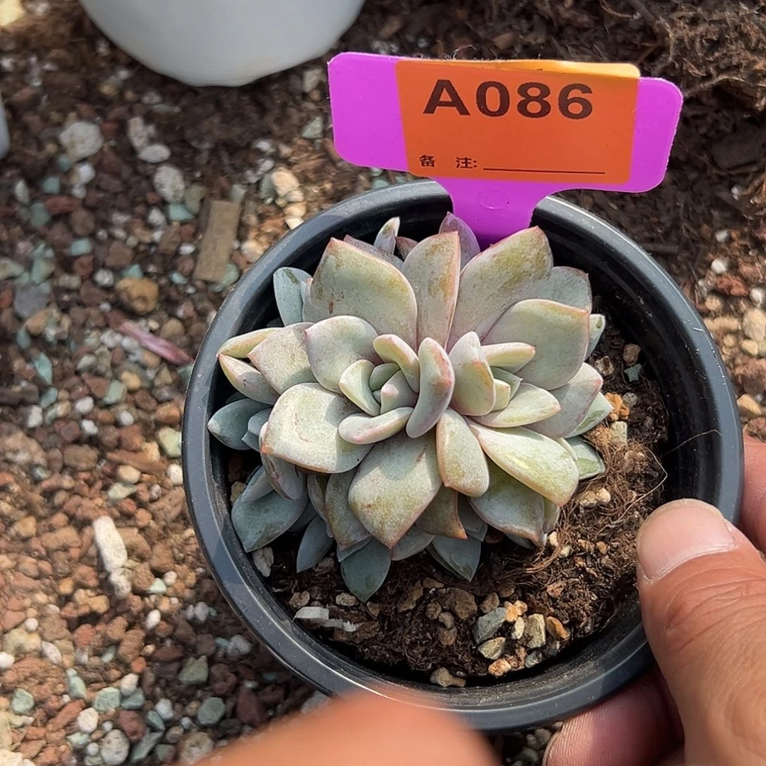龙***豆多肉植物一物一拍