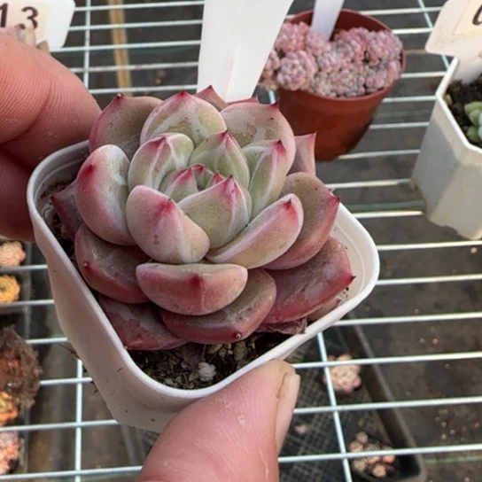 172夜魔侠一物一拍多肉