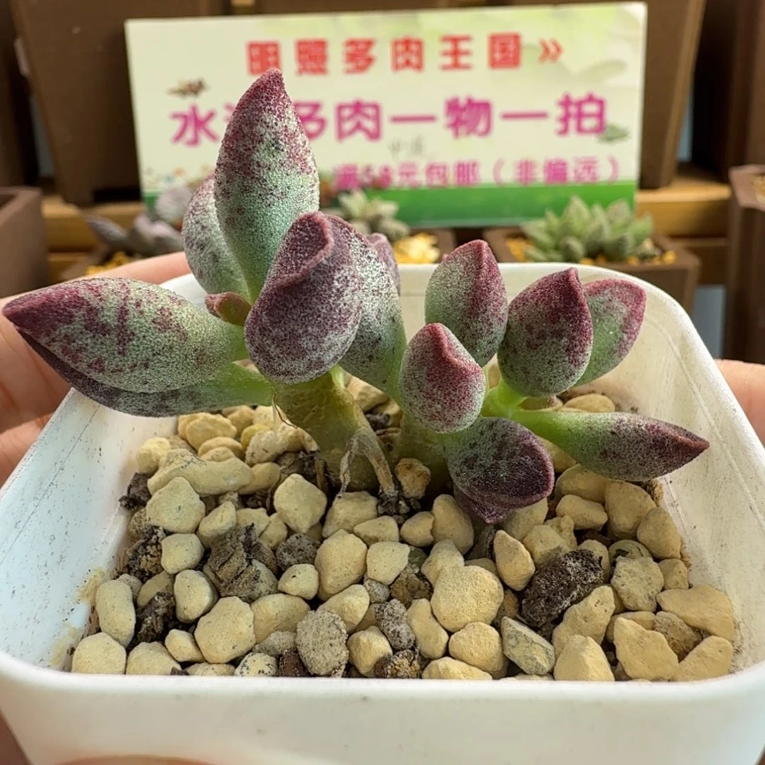 艾薇水泡多肉肉肉