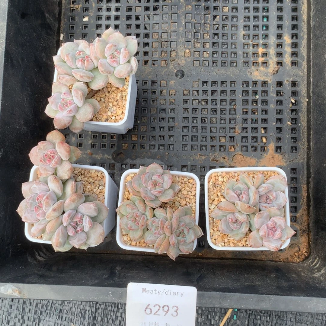 很****6293四颗带盆包邮
