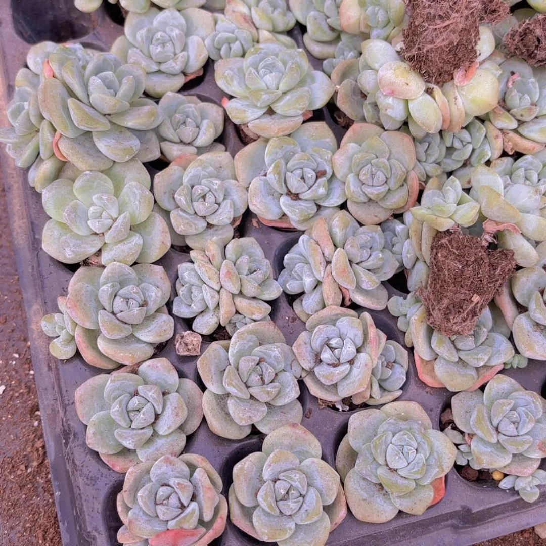 冰玉穴盘105颗一组