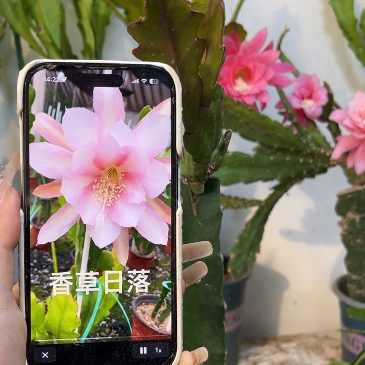 当前无花栽培后可以开花554