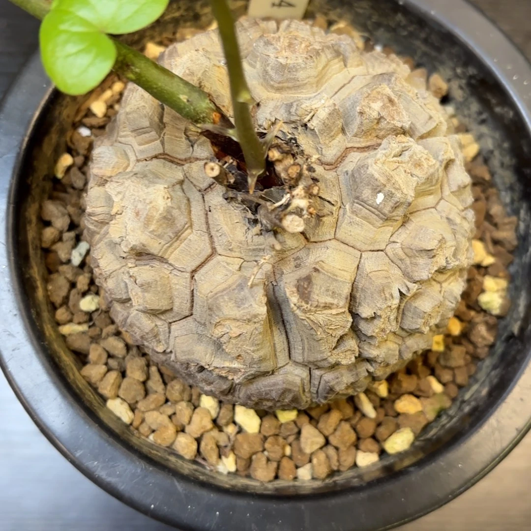 1144号龟甲龙带盆包邮不退不换