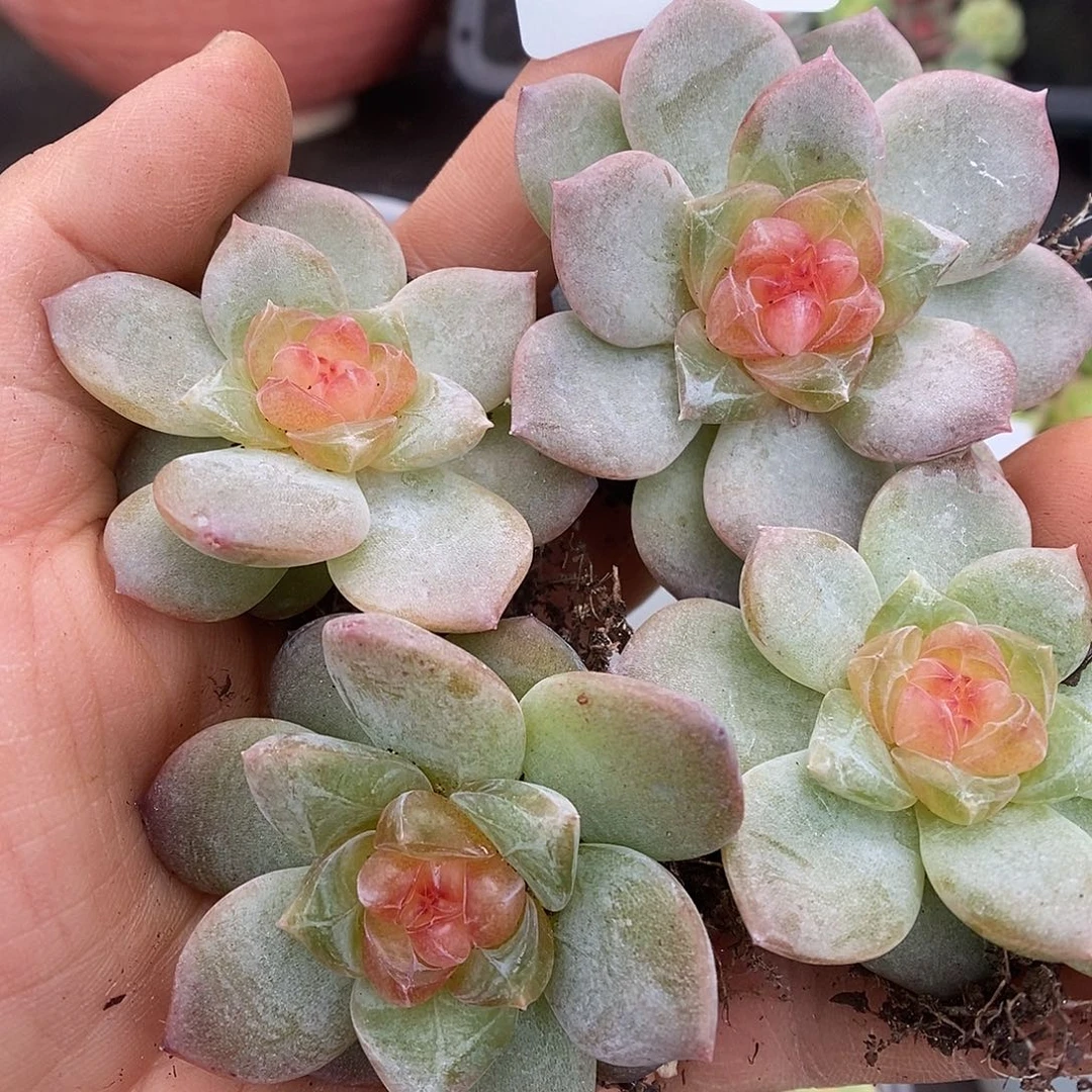 一物一拍一物一拍926-402