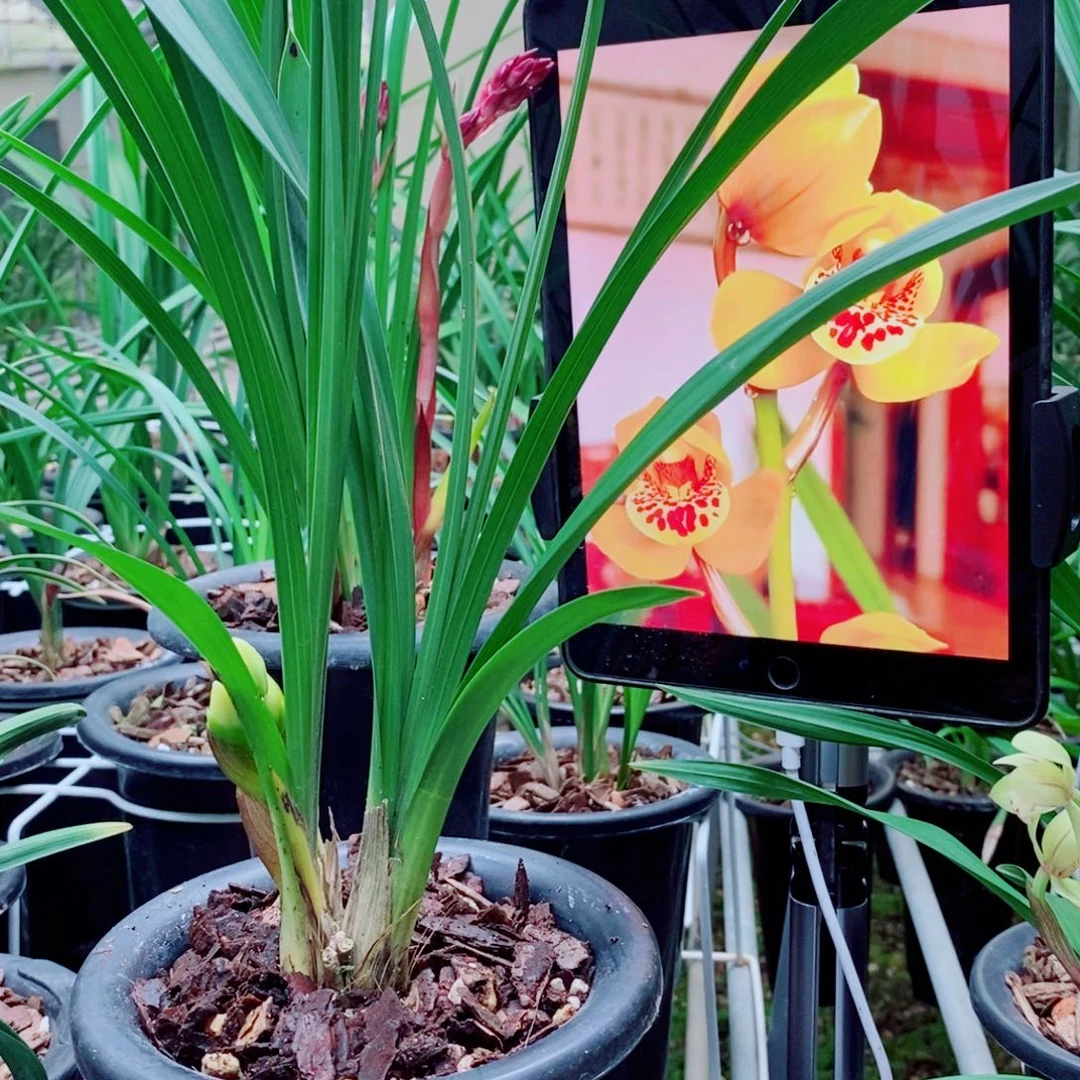 大部分花苞少量开放