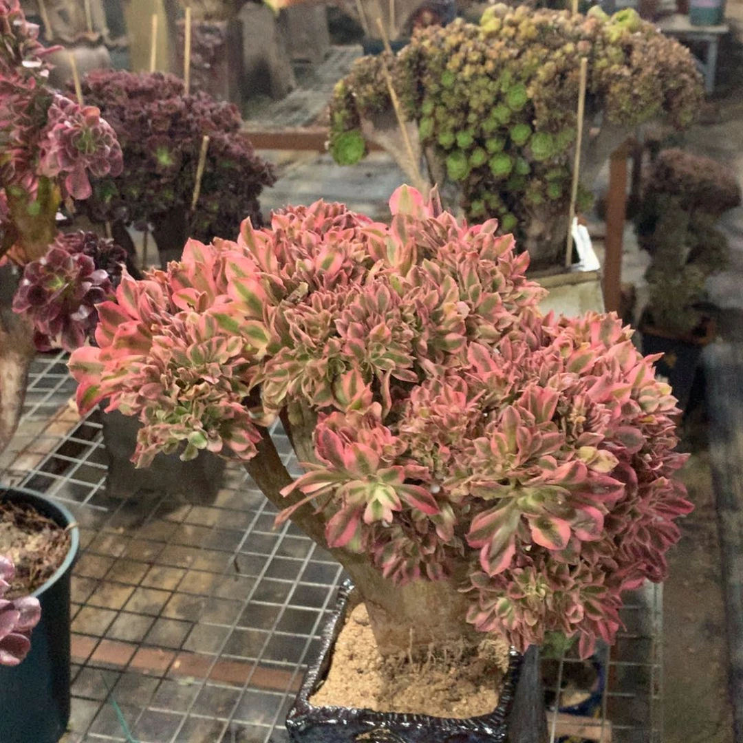 粉女巫一颗缀化一颗