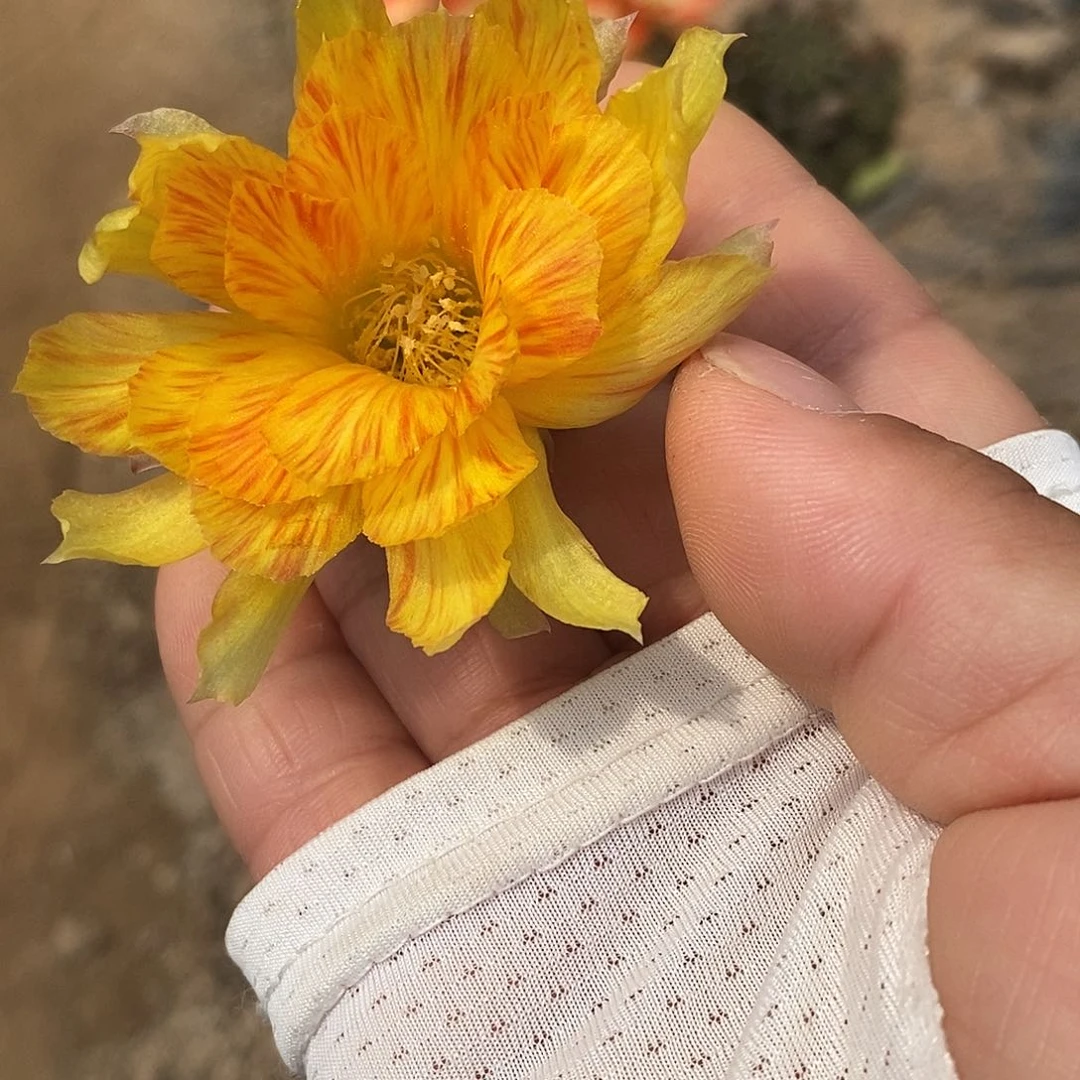 无花朵丽 黄羽侧芽5公分以上