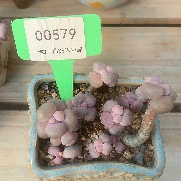 00579，额米v了蜗牛