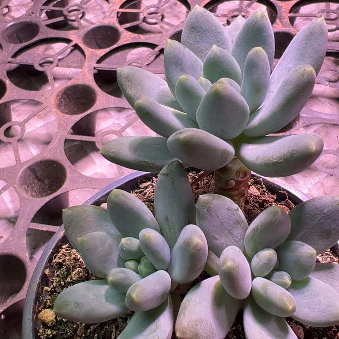 星月菩提多肉植物9.9