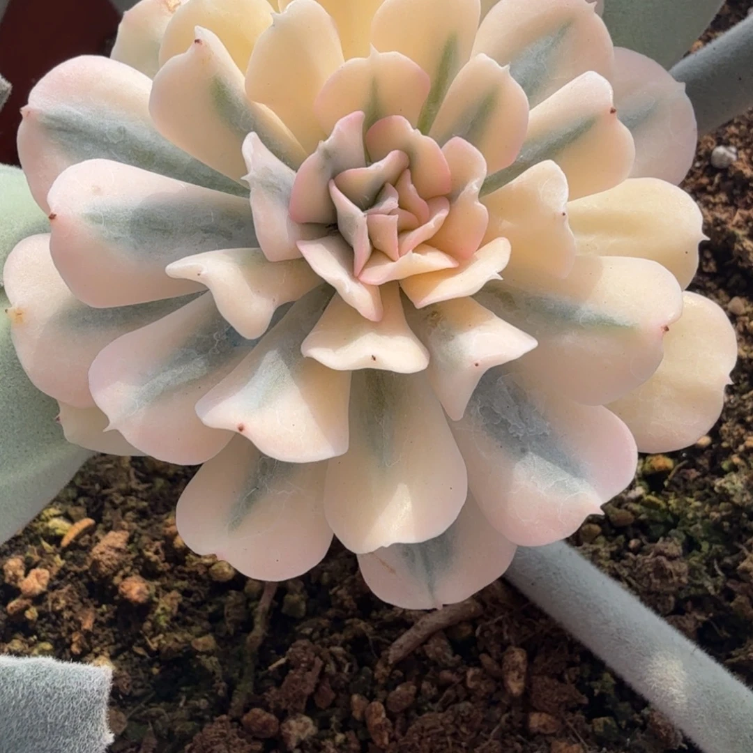 特玉莲锦多肉植物