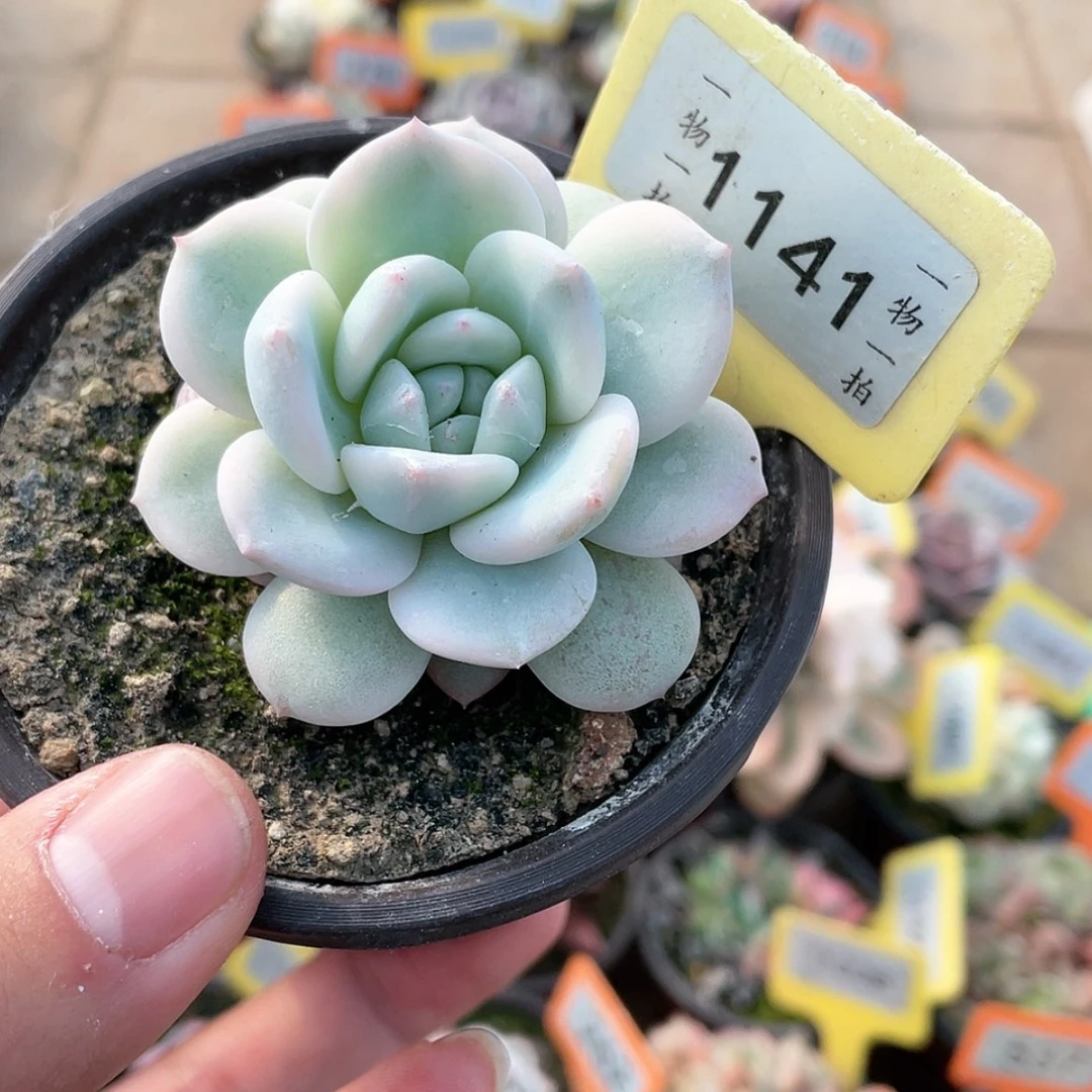 【闪购商品】1141号