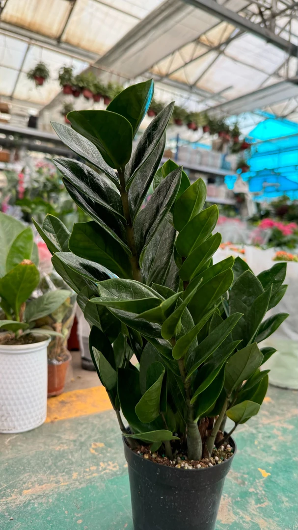 新疆包邮绿植金钱树