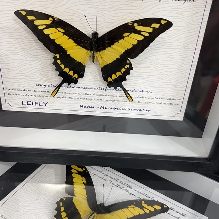 十寸新背景敏止凤蝶