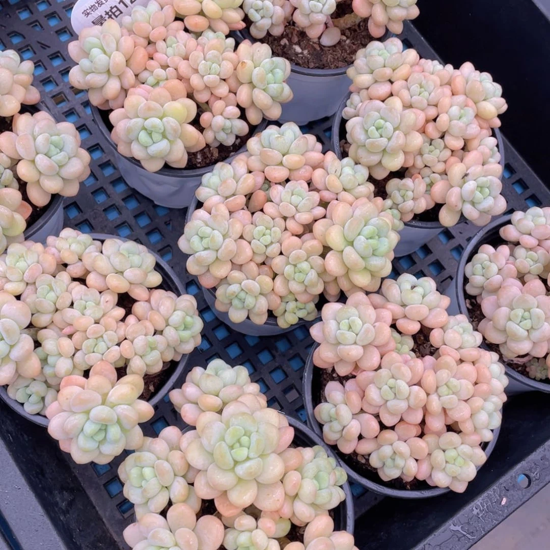 量拍12号洛可可老桩手捧大群生一个