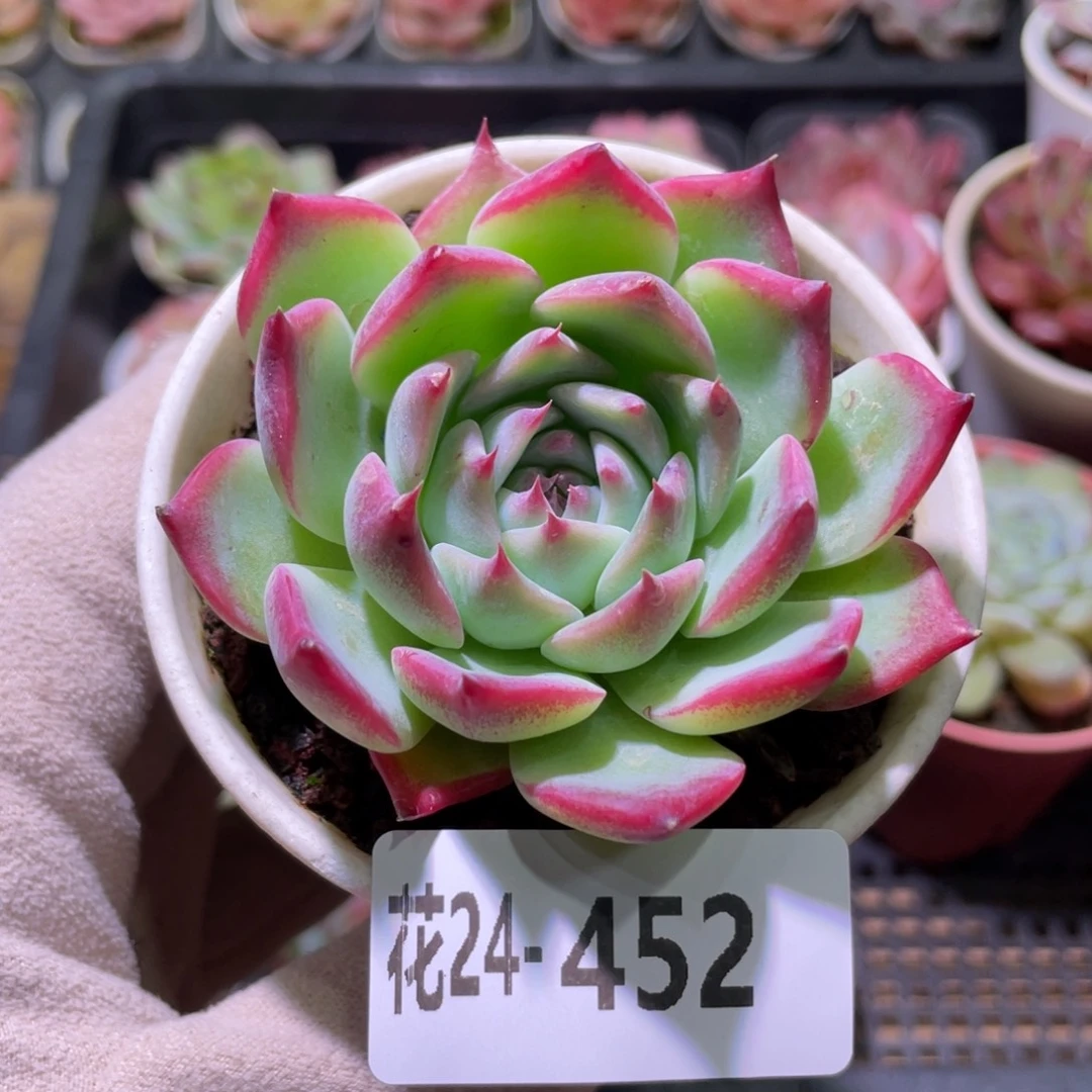 花利美24-452吉娃娃