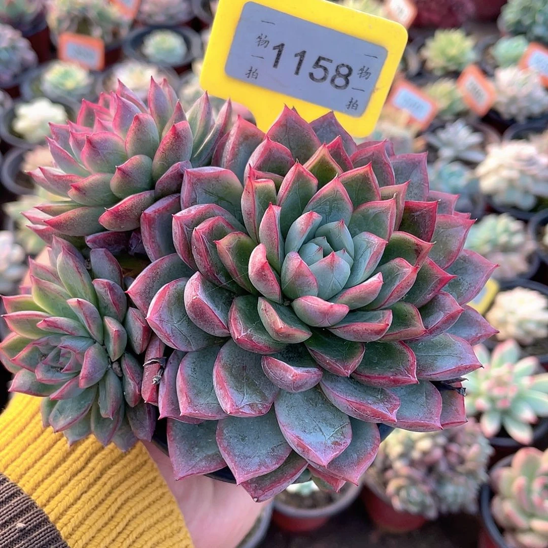 姿女王1158号多肉植物