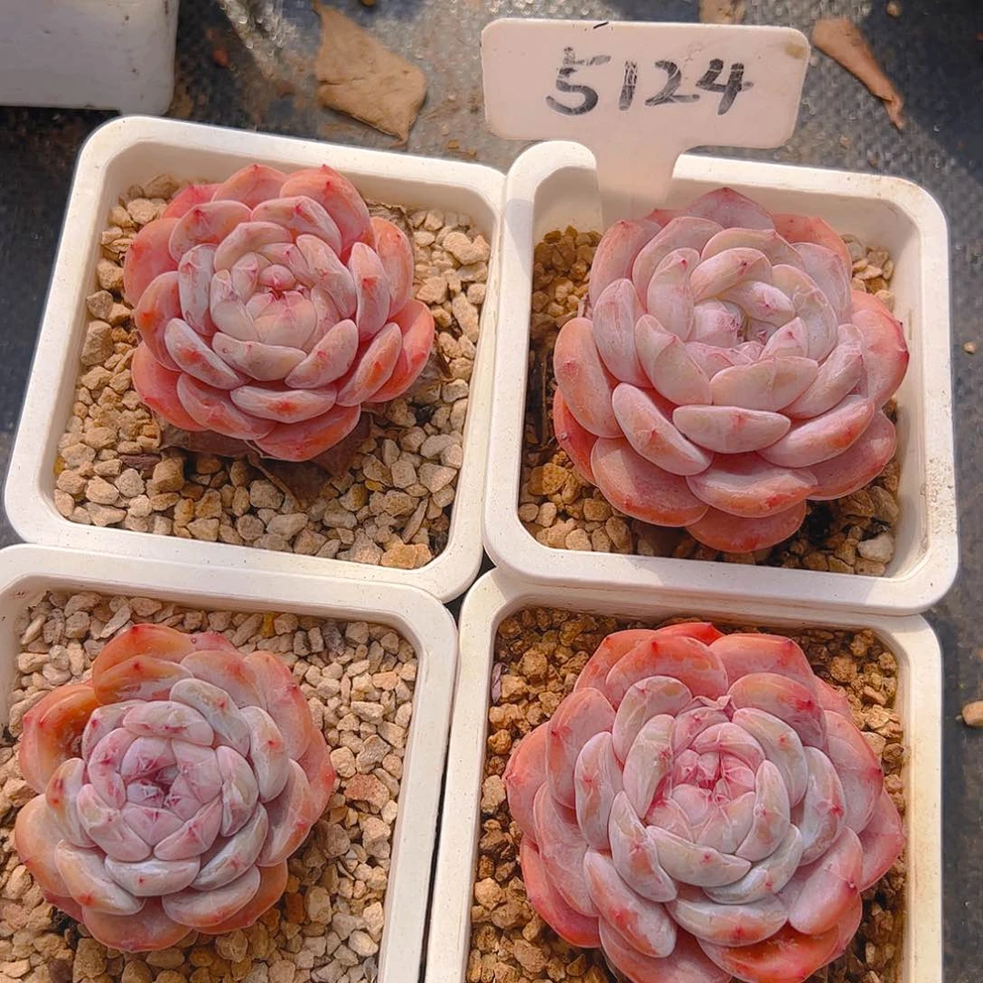 星影四颗5公分5124号