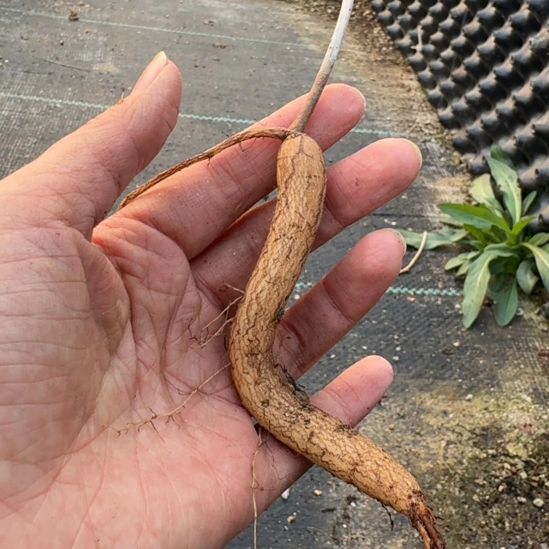 象足葡萄瓮一物一拍多肉