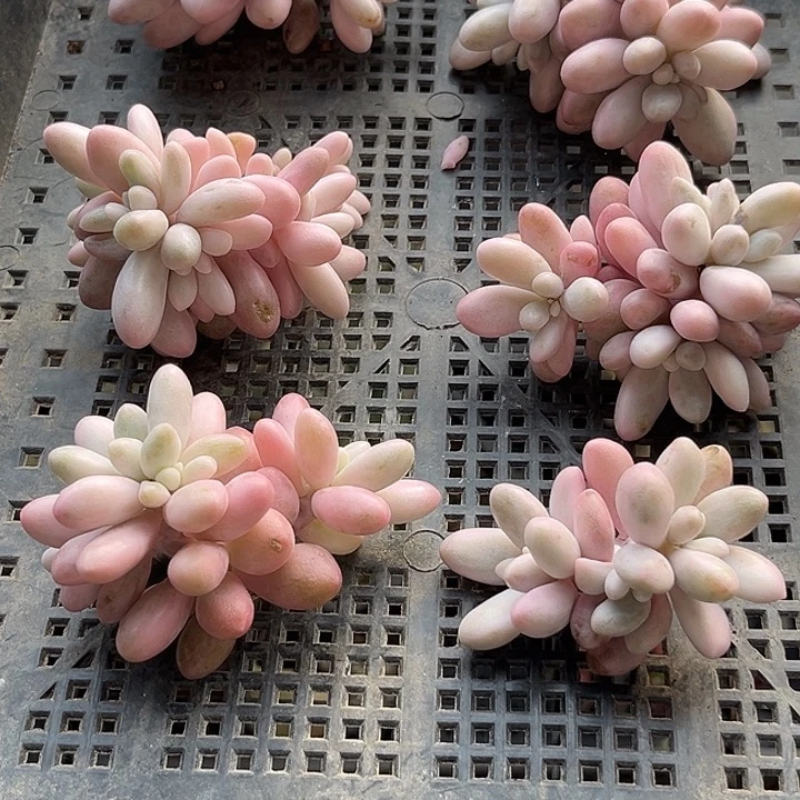 ‘***摇5颗一起多肉植物多肉