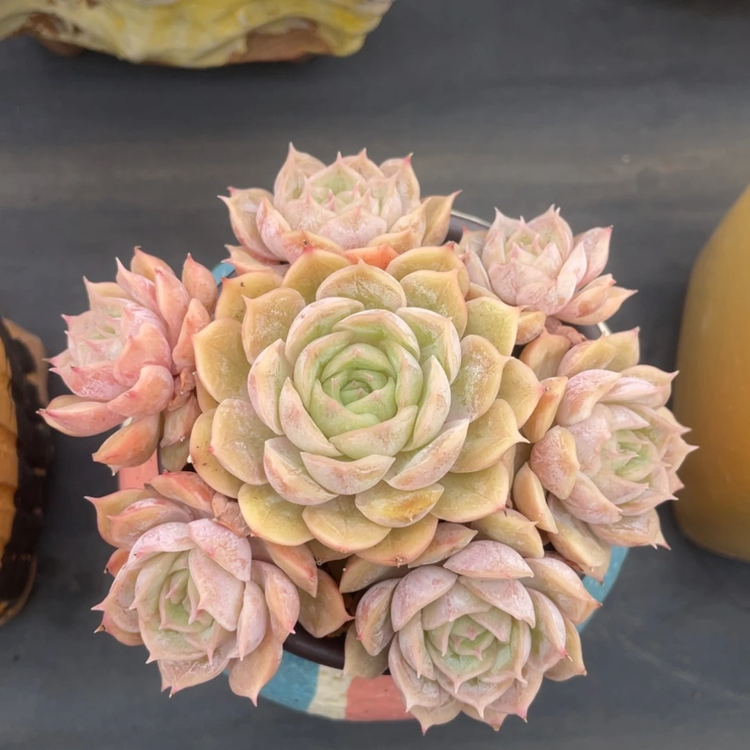 昂斯诺整装无砍老桩