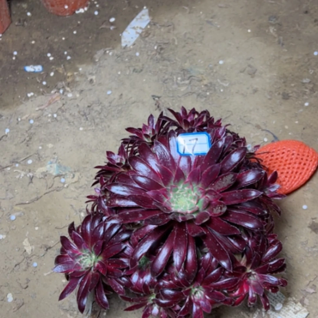 【闪购商品】多肉植物惊鸿17