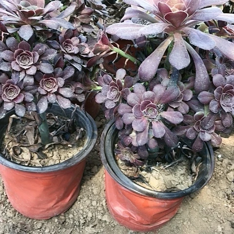 2棵圆叶玫瑰玫瑰玫瑰