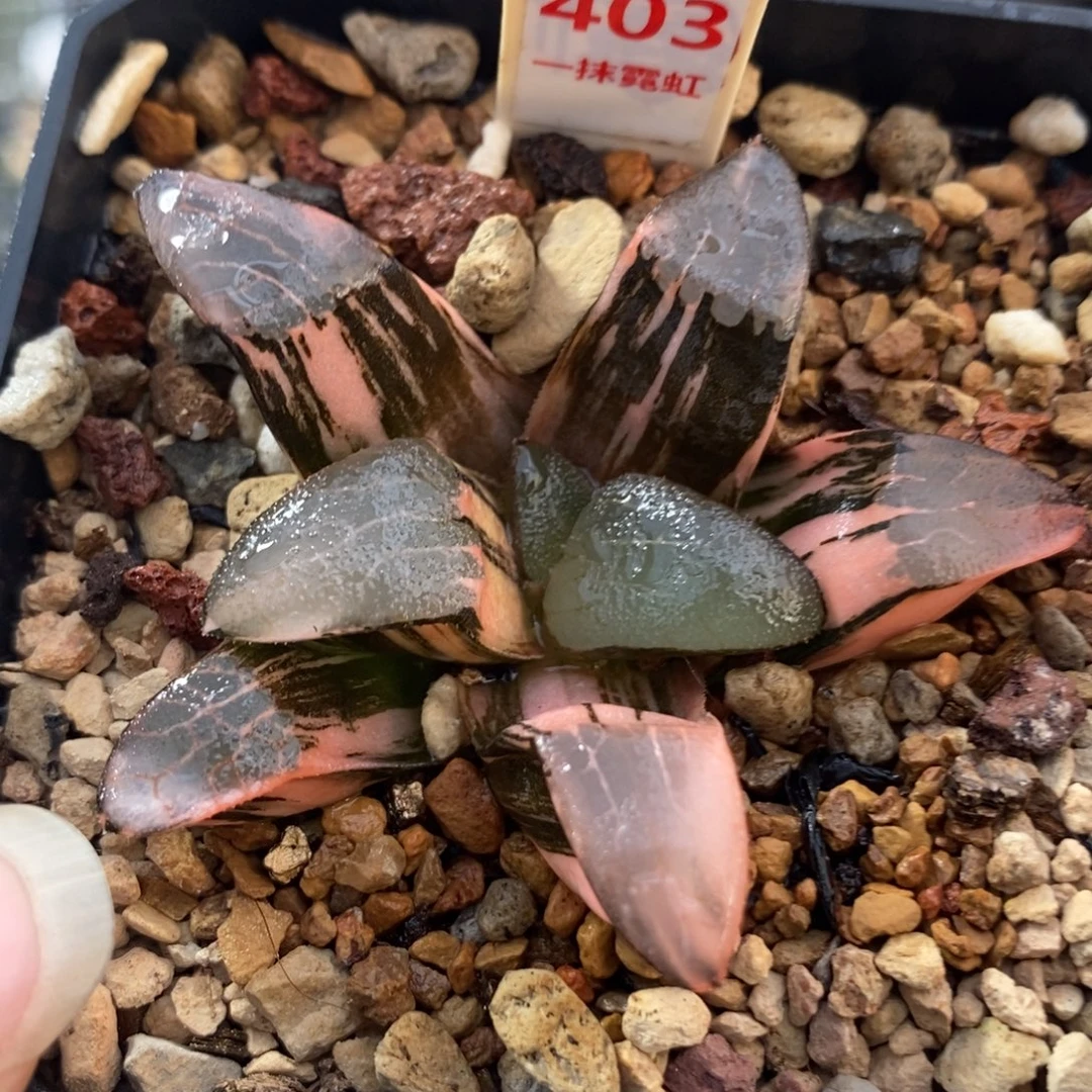 403丘比特锦一物一拍