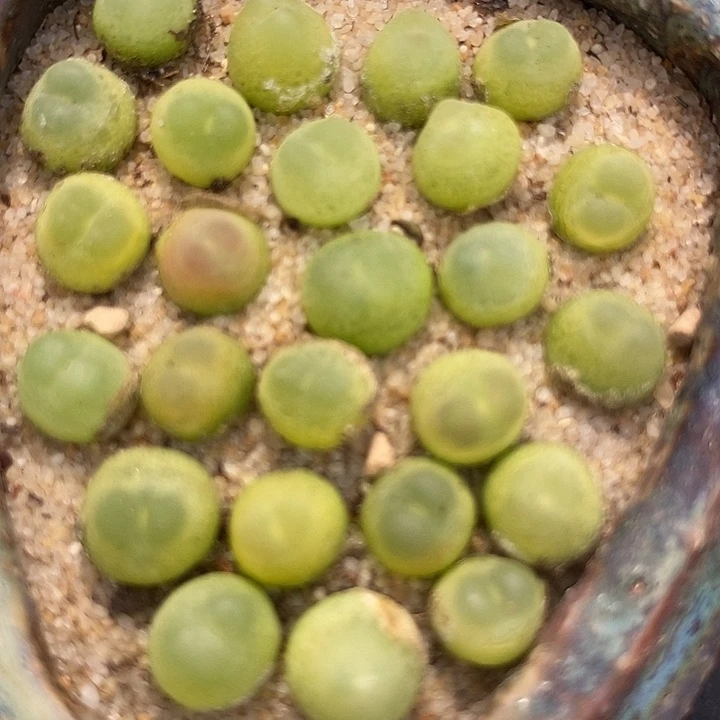 紫皮拉登一颗   0.6-0.8厘米
