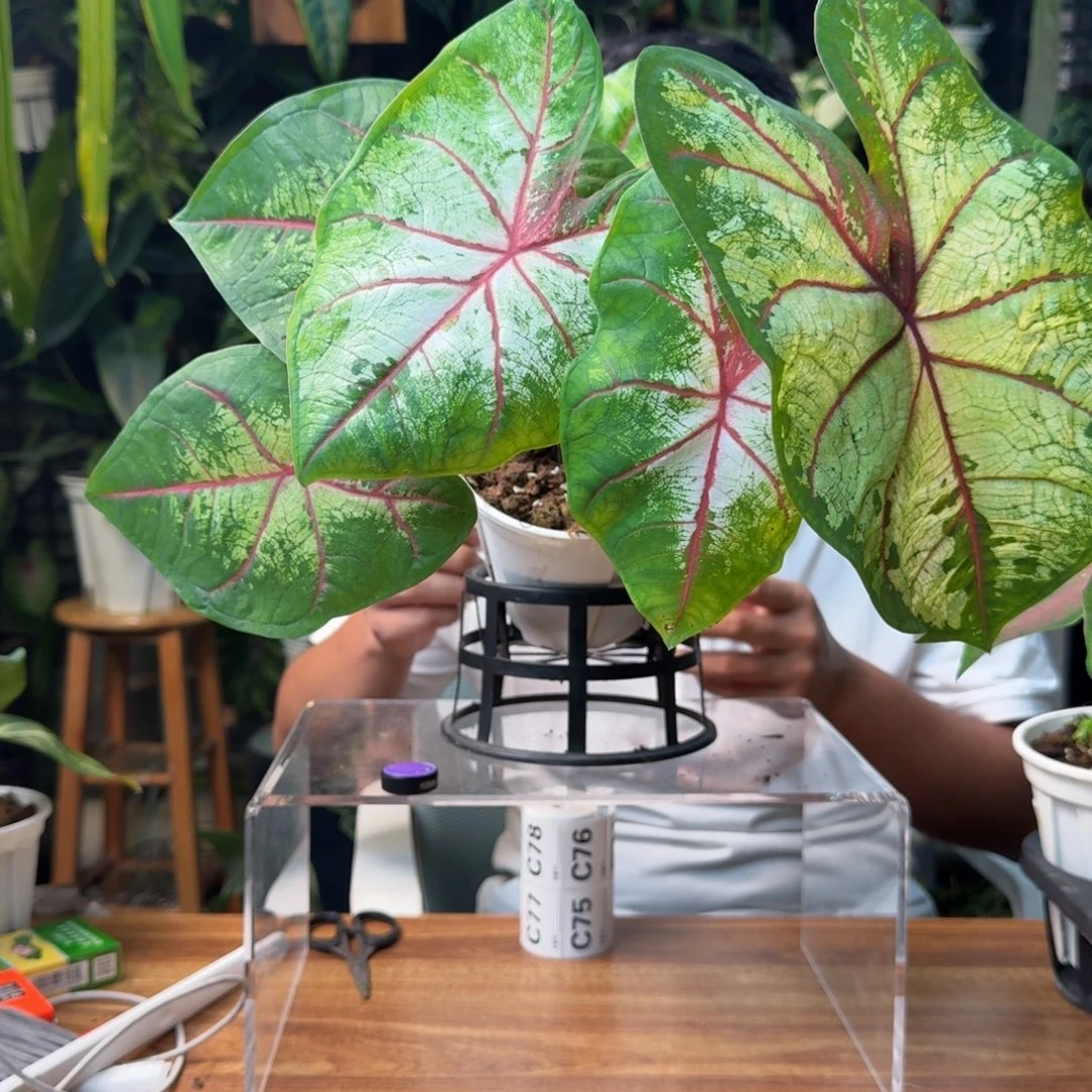 k***k无花朵一物一拍C73