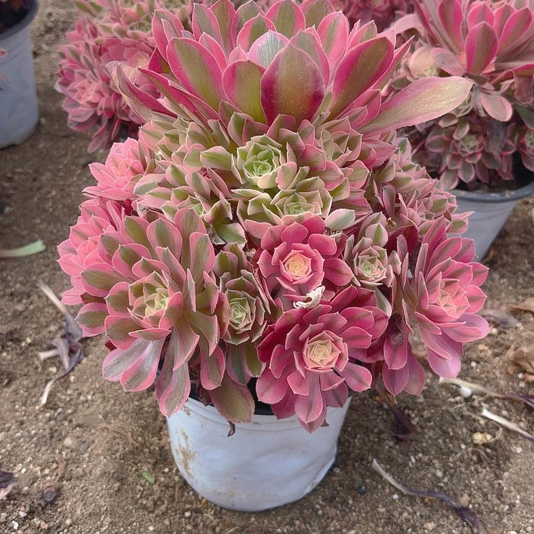 女巫多肉植物手捧