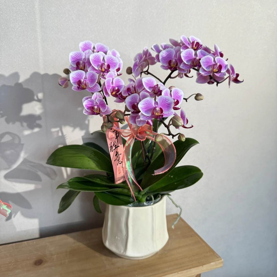 蝴蝶兰《三和公主》可爱色系粉嫩紫调 苗情优质叶片碧绿 基地直发