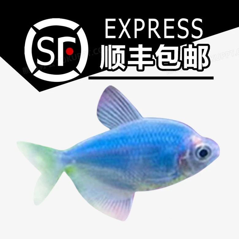 顺丰包邮【全彩色送翡翠色】好养小型观赏鱼淡水热带鱼新手鱼3-4CM