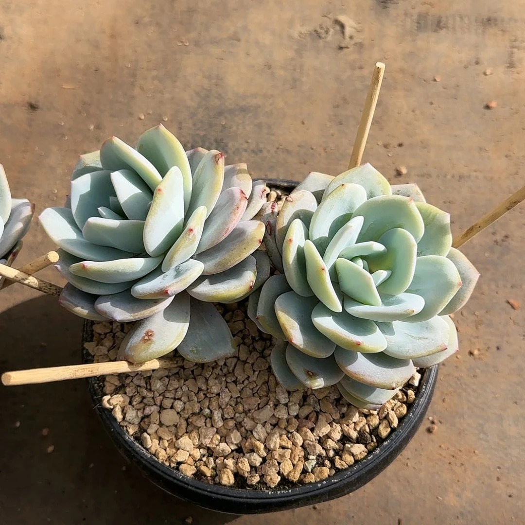 奶茶双头，V型腿48.8      肉