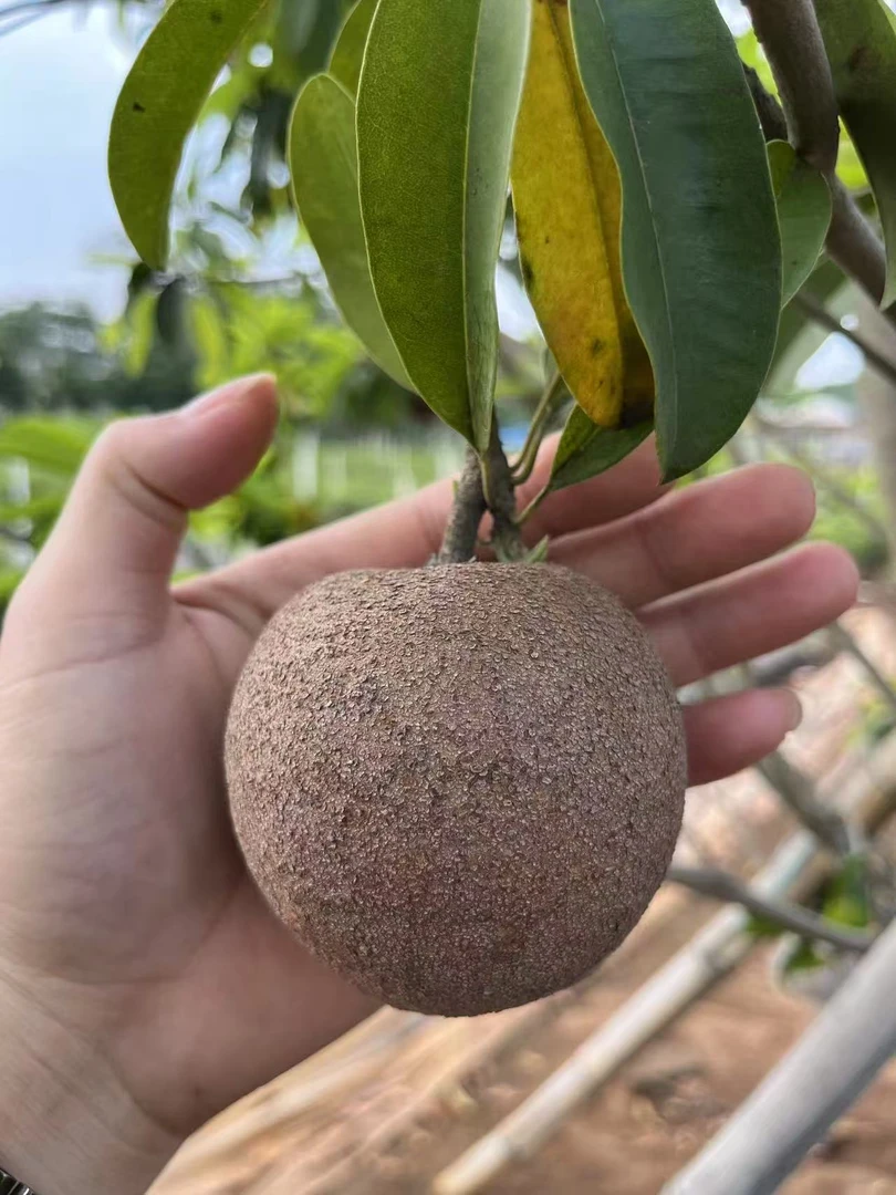 红心大圆果苗 人心果苗 果园庭院种植 果大肉厚糖分高 好吃容易种