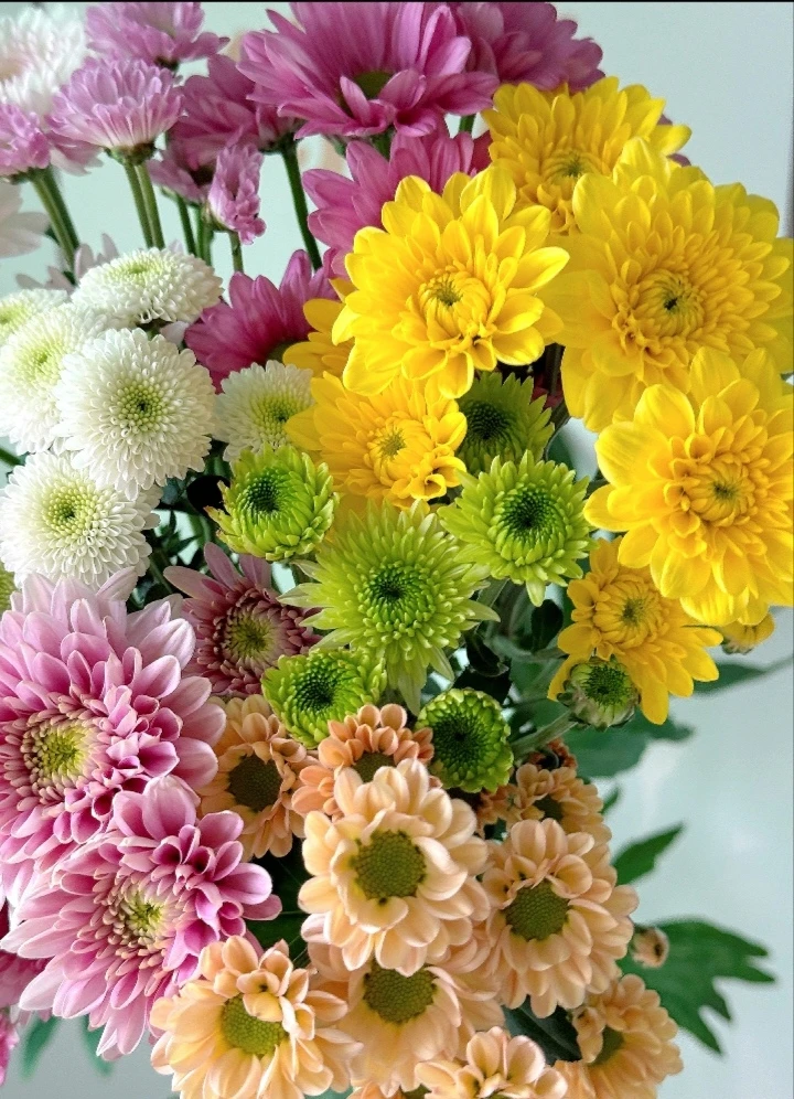 【混色小雏菊】五彩缤纷的混色小菊/超长待机30天花期往上夏日必养