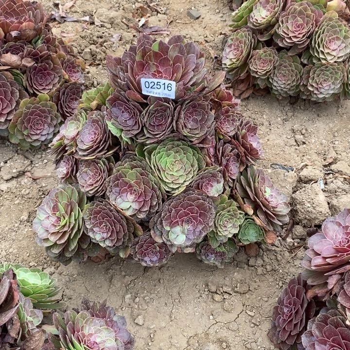 萍****02516花月夜多肉之徒