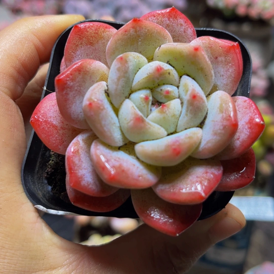 612冰玉6厘米多肉