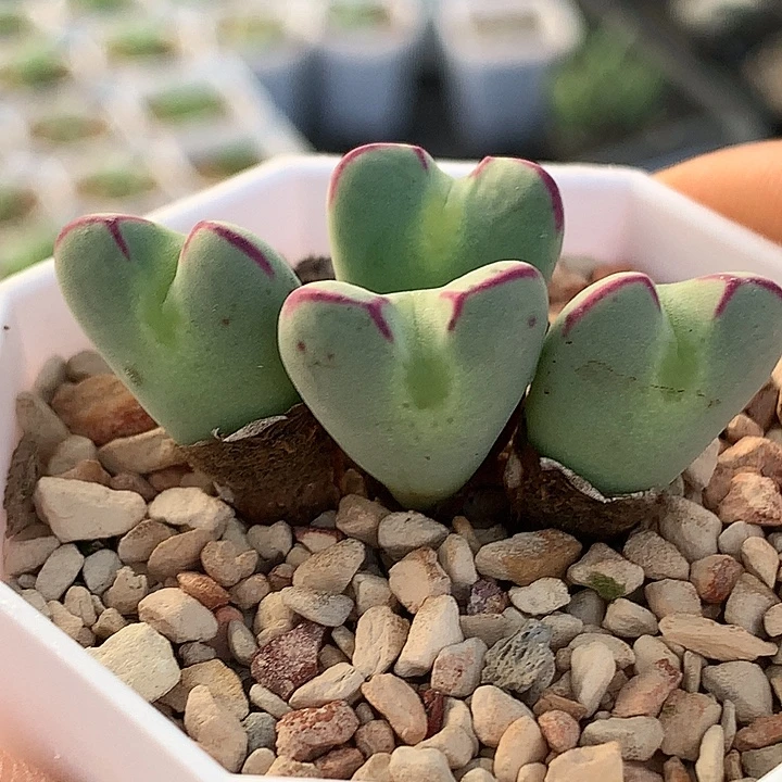 精品多肉植物精品4头爱心杂交少将